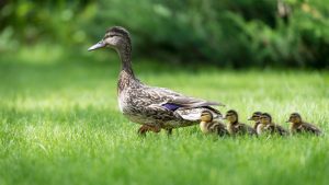 Duck Farming: मैथिली बत्तख पालन से बढ़ेगी गांव की कमाई, कम खर्च में अंडा और मांस दोनों से फायदा
