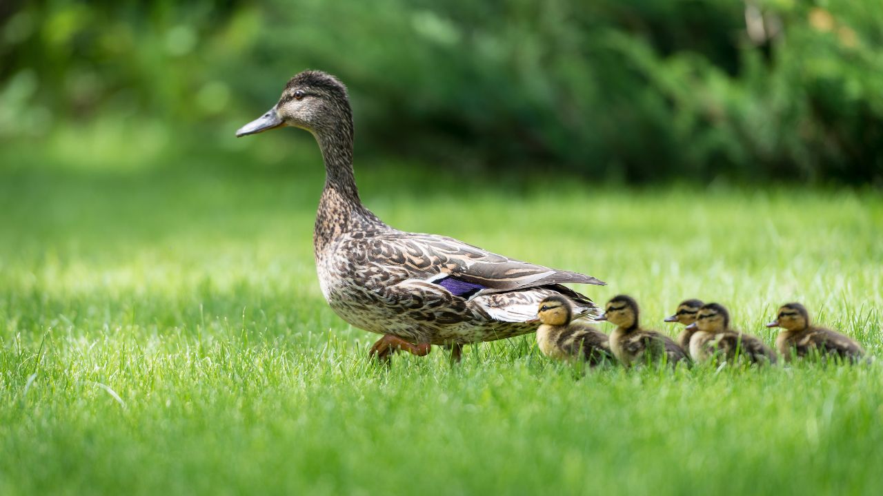 Duck Farming Maithili Duck Farming Increase Village Income Benefit From Both Eggs And Meat At Low Cost