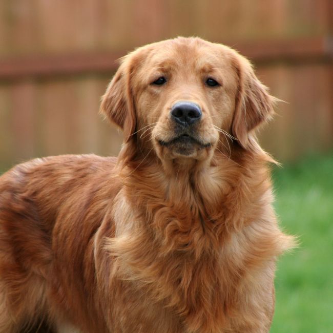 Dog Breeds, Home Security, Labrador Retriever, German Shepherd, Golden Retriever, Dobermann