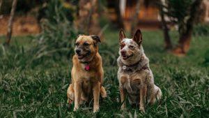 Dog Breeds: लैब्राडोर, जर्मन शेफर्ड या डोबरमैन? घर के लिए सही बड़े कुत्ते की पूरी जानकारी
