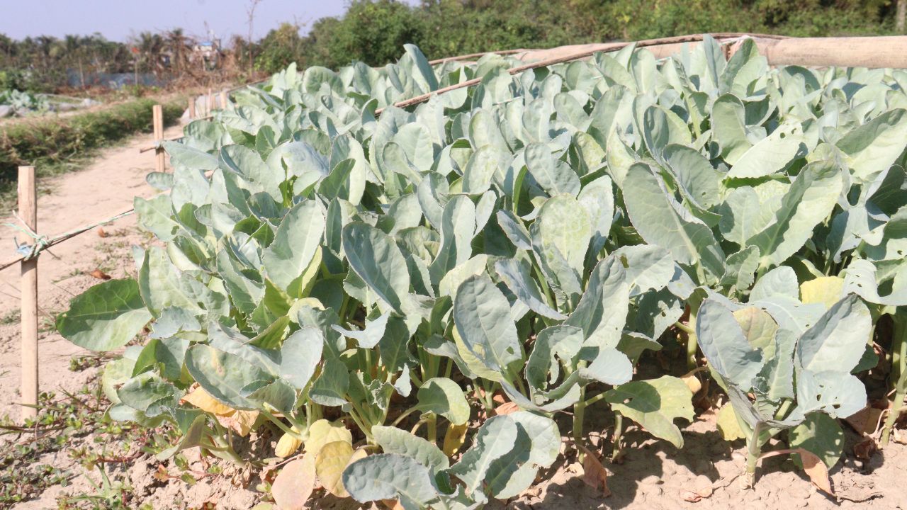 Double Income Now Field Not Remain Empty Income Farmers Increase With Cauliflower Seeds
