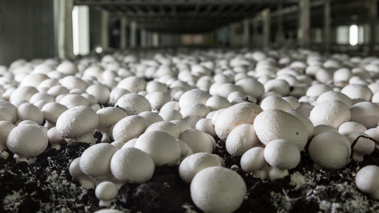 Start This Business With Rs 3 Lakh Earn Lakhs Rupees From Mushroom Farming And Government Giving 50 Percent Subsidy