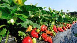 Smart Agriculture: स्ट्रॉबेरी की खेती से बढ़ेगी किसानों की कमाई, बस 3 आसान बातों का रखें खास ध्यान