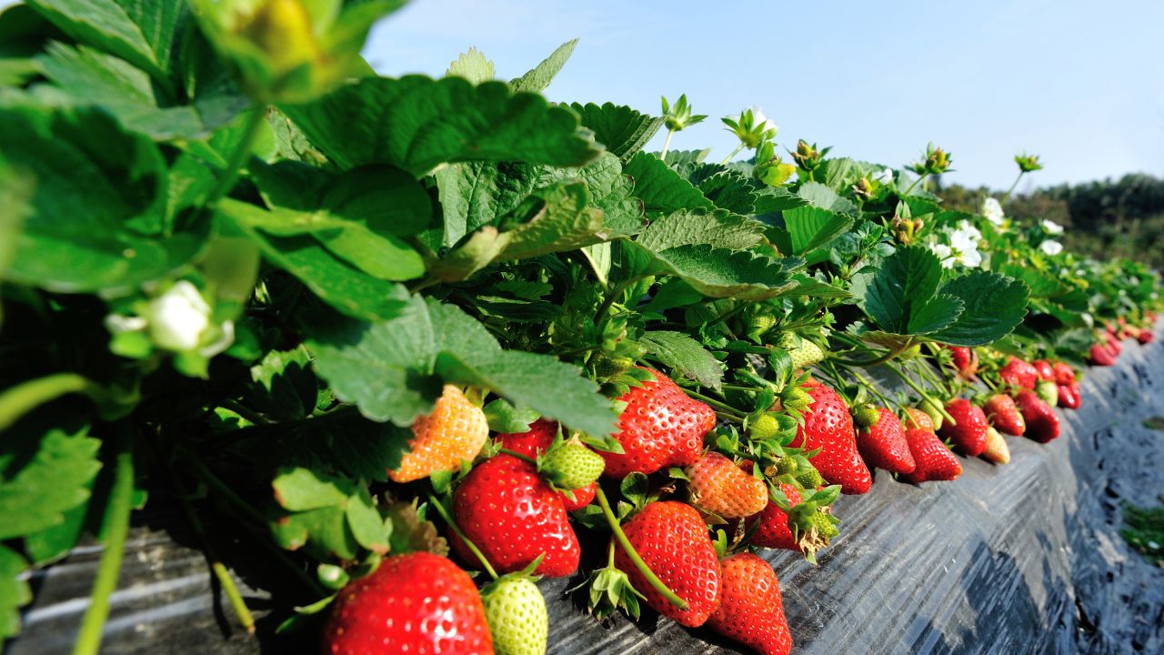 Smart Agriculture: स्ट्रॉबेरी की खेती से बढ़ेगी किसानों की कमाई, बस 3 आसान बातों का रखें खास ध्यान