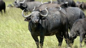 Buffalo Farming: कम खर्च में ज्यादा फायदा, ये भैंस एक ब्यांत में देती है 1700 लीटर से ज्यादा दूध