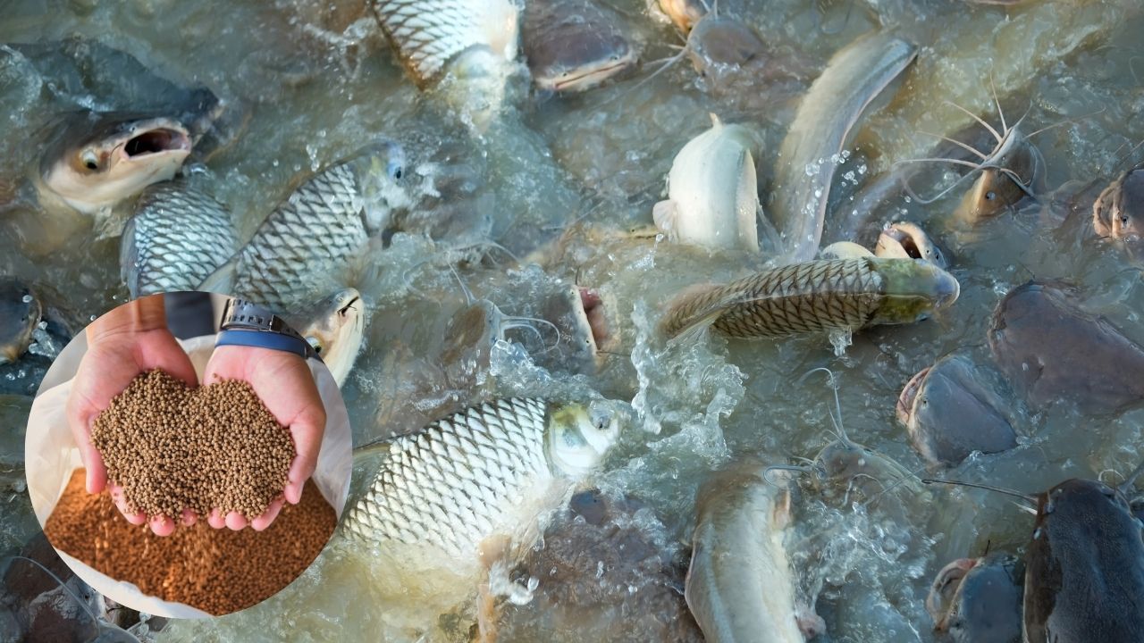 Get Rid Buying Expensive Fish Feed Make Cheap And Nutritious Feed Home With Help Machine