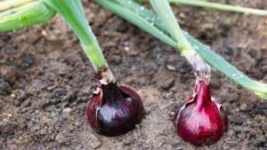 High Profit Crop: कम पैदावार में भी तगड़ा फायदा, काले प्याज की लंबी स्टोरेज से सही समय पर करें बिक्री