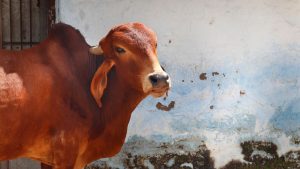 Indigenous Cows: डेयरी बिजनेस में नुकसान का डर खत्म, इन देसी नस्ल की गायों से होगी पक्की कमाई! Indigenous Cows: डेयरी बिजनेस में नुकसान का डर खत्म, इन देसी नस्ल की गायों से होगी पक्की कमाई!