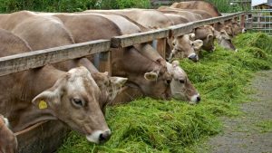Milk Production: गर्मी में दूध घटने से परेशान किसान, 60-40 चारा फॉर्मूला रखेगा उत्पादन बरकरार Milk Production: गर्मी में दूध घटने से परेशान किसान, 60-40 चारा फॉर्मूला रखेगा उत्पादन बरकरार
