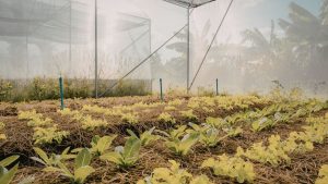 Protected Cultivation: मौसम की मार से बचने का मौका, पॉली हाउस और शेडनेट पर 50 फीसदी सब्सिडी दे रही सरकार Protected Cultivation: मौसम की मार से बचने का मौका, पॉली हाउस और शेडनेट पर 50 फीसदी सब्सिडी दे रही सरकार