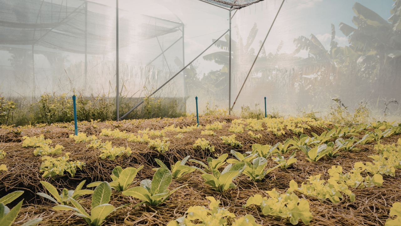 Madhya Pradesh Government Offering 50 Percent Subsidy Poly Houses And Shade Nets