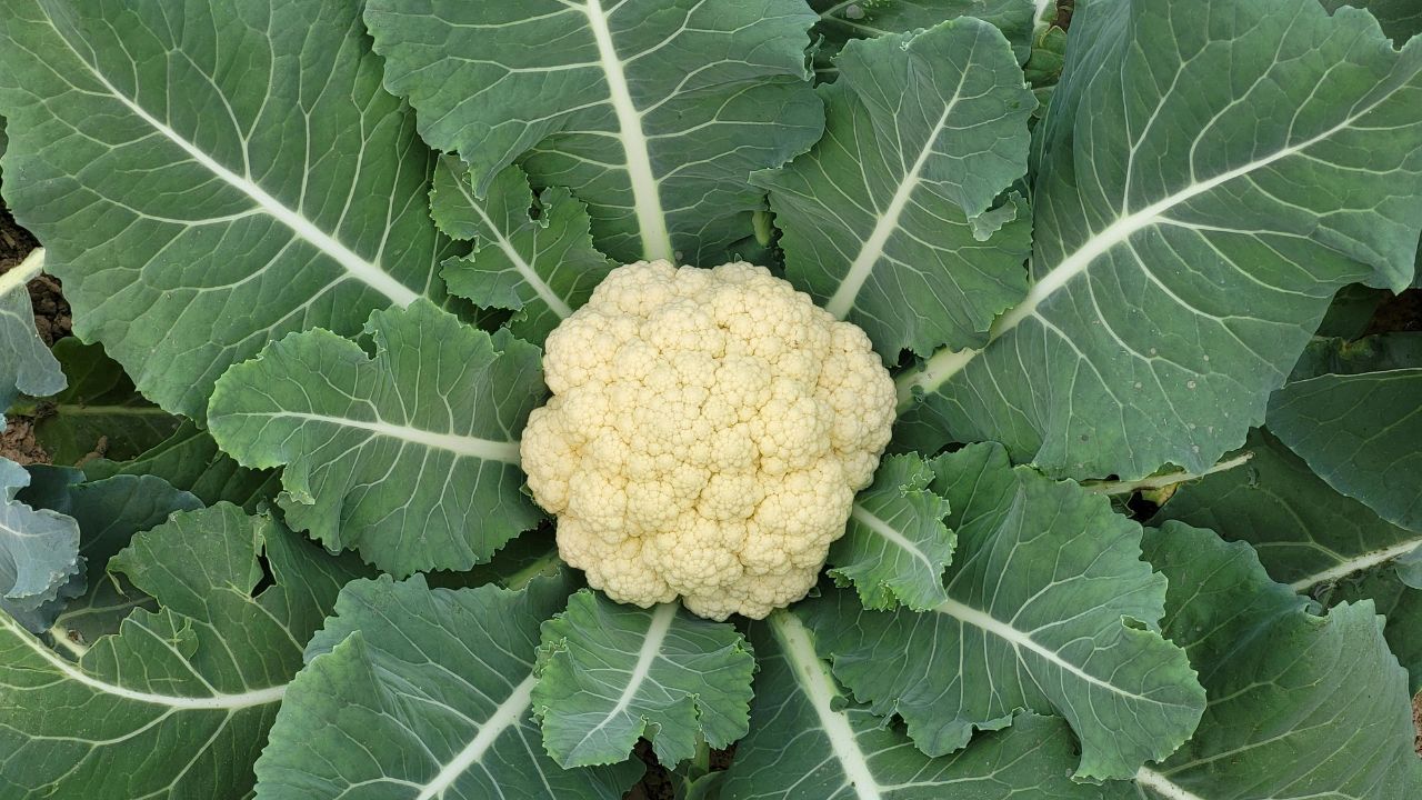 Cauliflower Increased Risk Browning With Market Prices Falling Color Turns Greenish Brown Learn About Easy Remedies