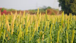 20 फीसदी कम पानी में तैयार होंगी ये फसलें, सूखा प्रभावित क्षेत्रों के किसानों के लिए बड़ा मौका