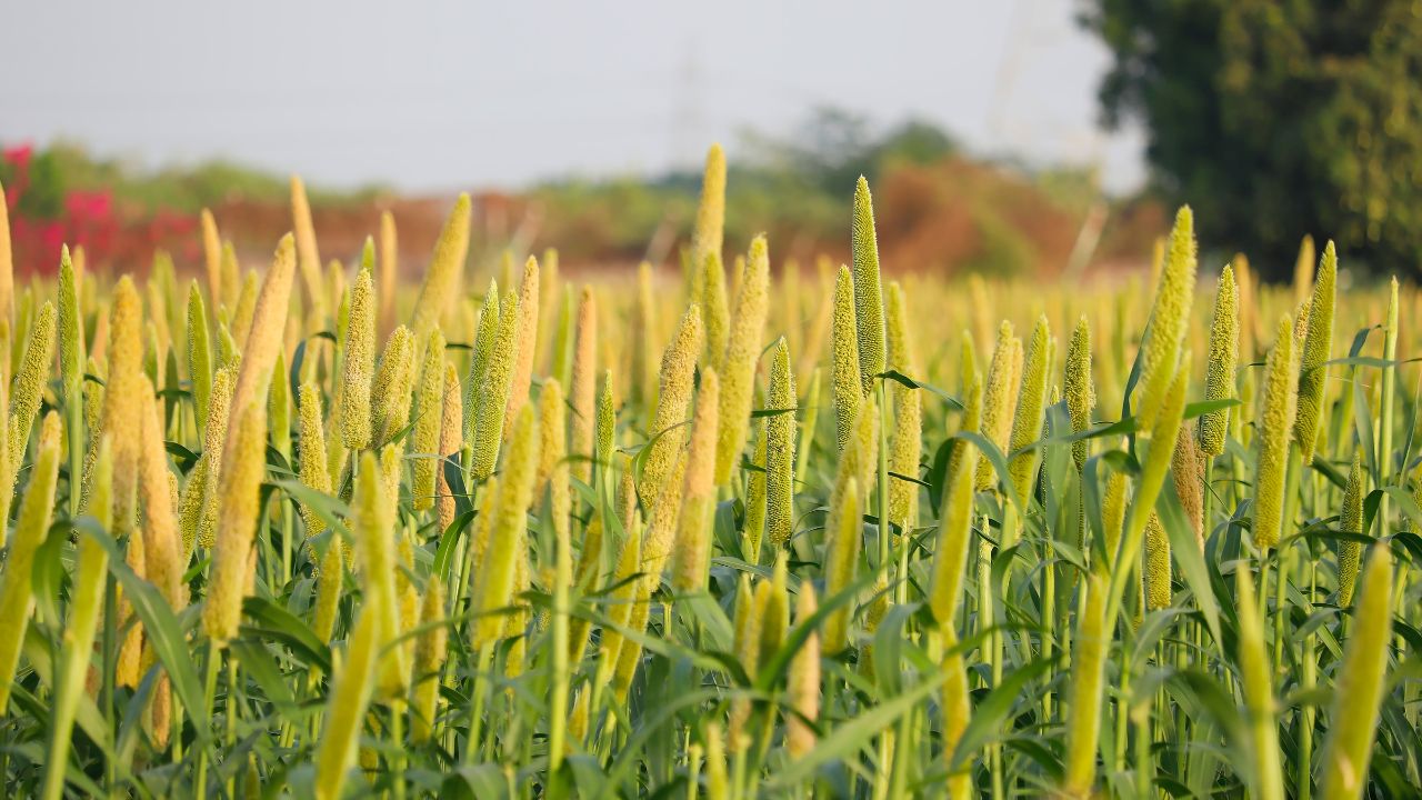 20 फीसदी कम पानी में तैयार होंगी ये फसलें, सूखा प्रभावित क्षेत्रों के किसानों के लिए बड़ा मौका