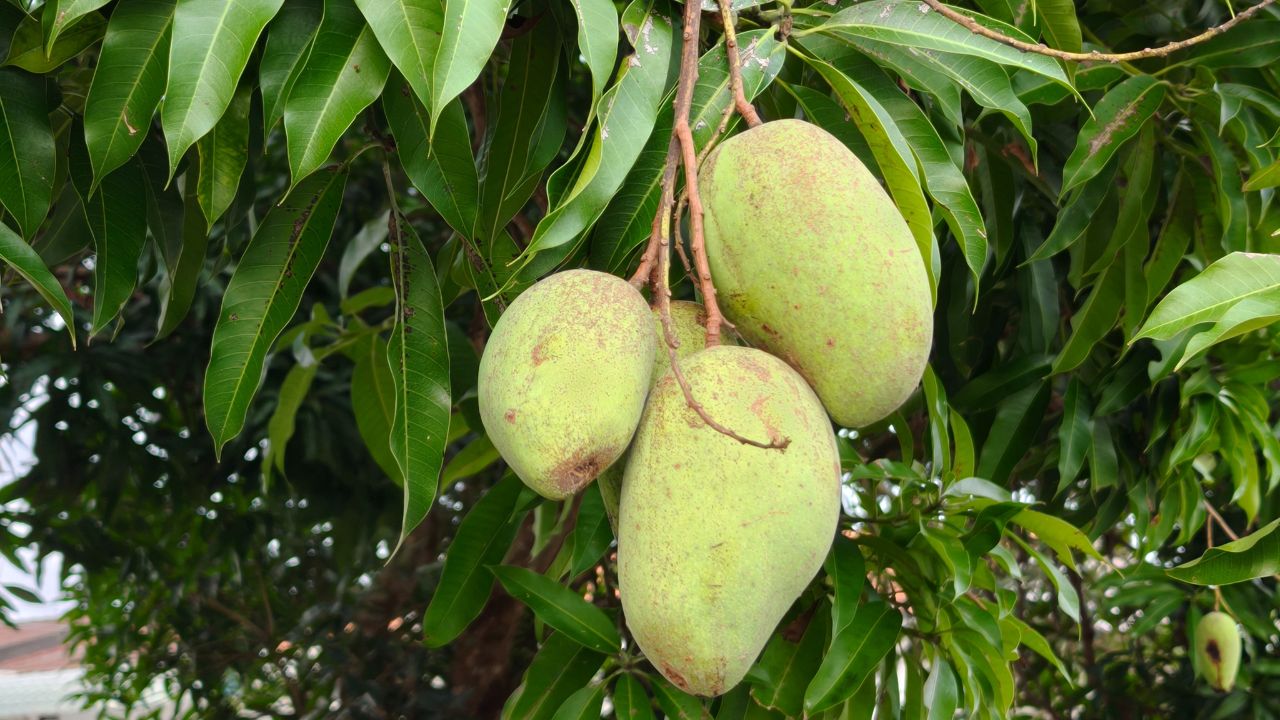Red Mangoes Which Sell For Rs 1 Lakh Per Kg Can Also Earn Lakhs Rupees By Planting Them On Roof