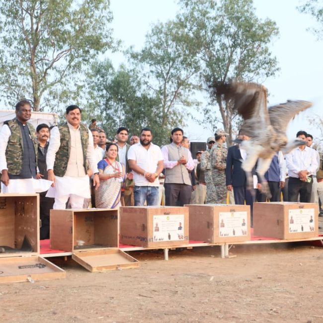 Vulture Conservation, Halali Dam, GPS Tracking, Wildlife Protection, Madhya Pradesh, Chief Minister Dr. Mohan Yadav, MP CM News