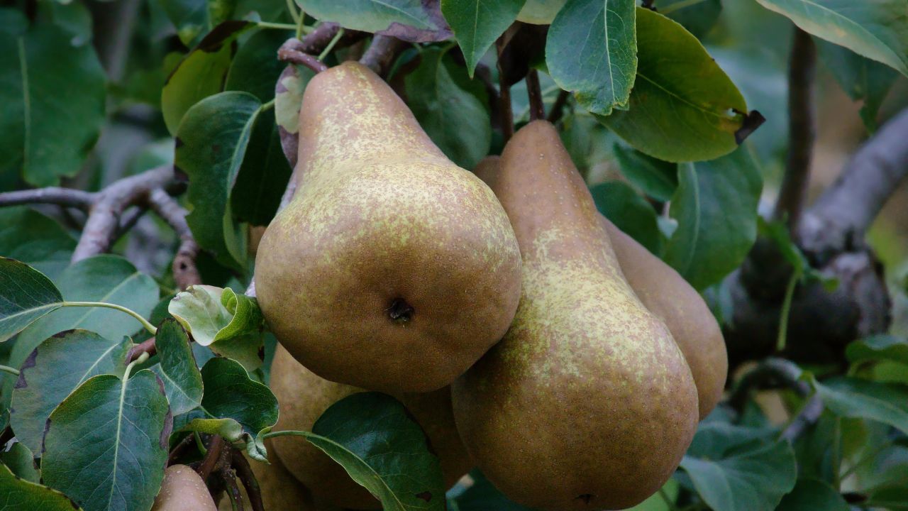 झुलसाती गर्मी में भी बंपर फल! हॉट वेदर नाशपाती से किसानों की होगी डबल कमाई, जानें पूरा फार्मूला