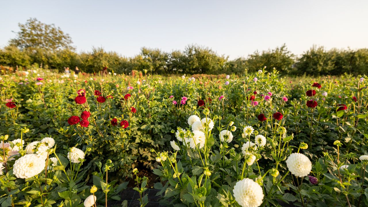 Ice Flowers Shine Like Diamonds Sun Low Cost Opportunity Earn Big Money Learn These Easy Farming Tricks