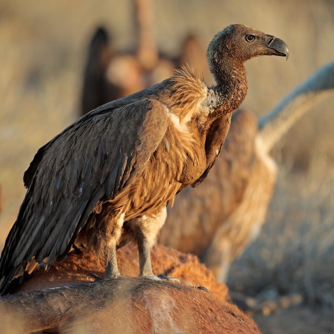 Vulture Conservation, Wildlife Protection, Madhya Pradesh, Vulture Census, Biodiversity