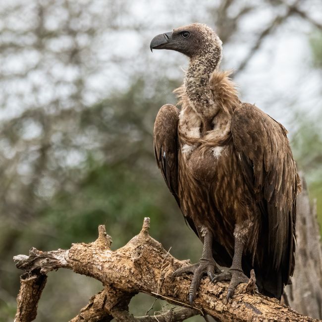 Vulture Conservation, Wildlife Protection, Madhya Pradesh, Vulture Census, Biodiversity, Forest Department