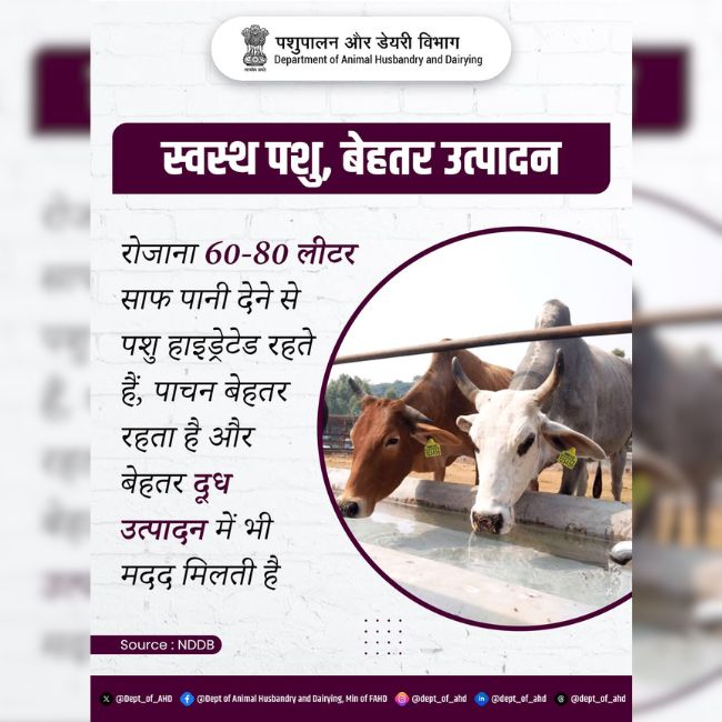 Dairy Farming, Animal Care, Milk Production, Summer Management, Livestock Health