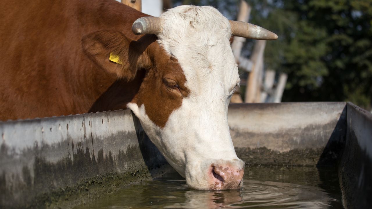 Milk Production Not Decrease Even Summer Just Give 40 To 60 Liters Water Daily