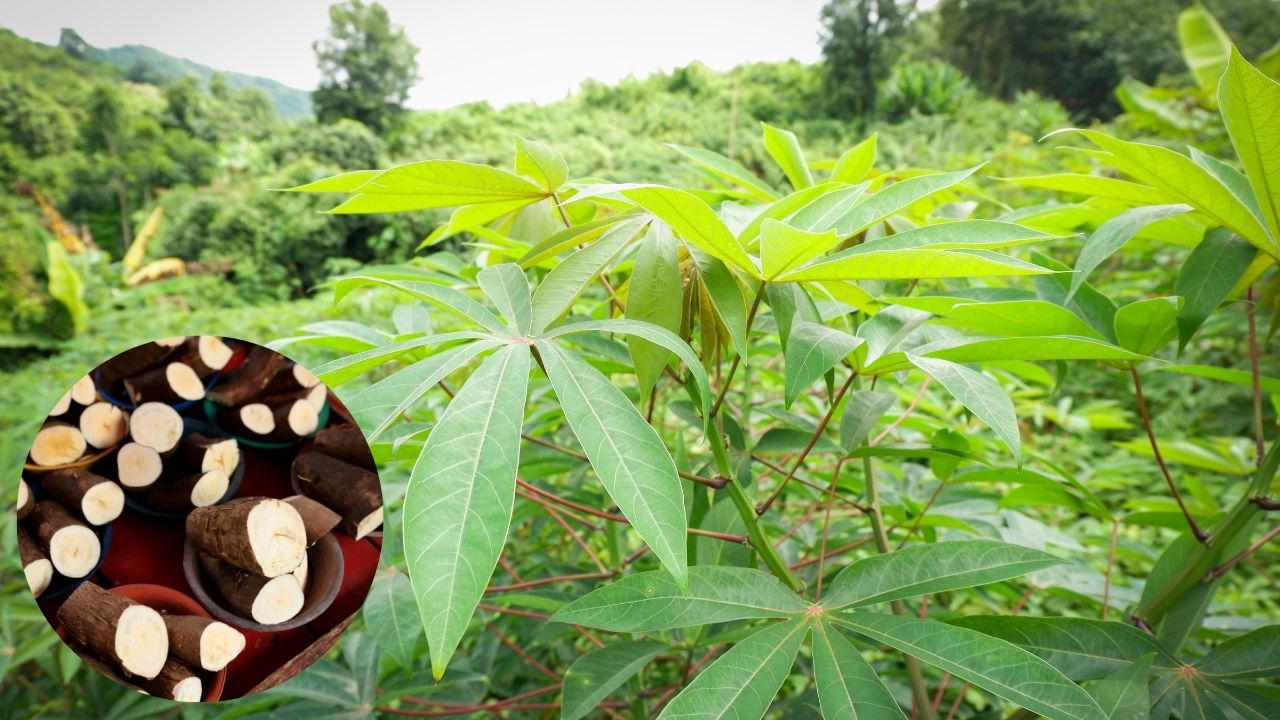 Icar Develops New Cassava Variety In Karla Now Farmers Get 40 Tonnes Production Even With Less Water