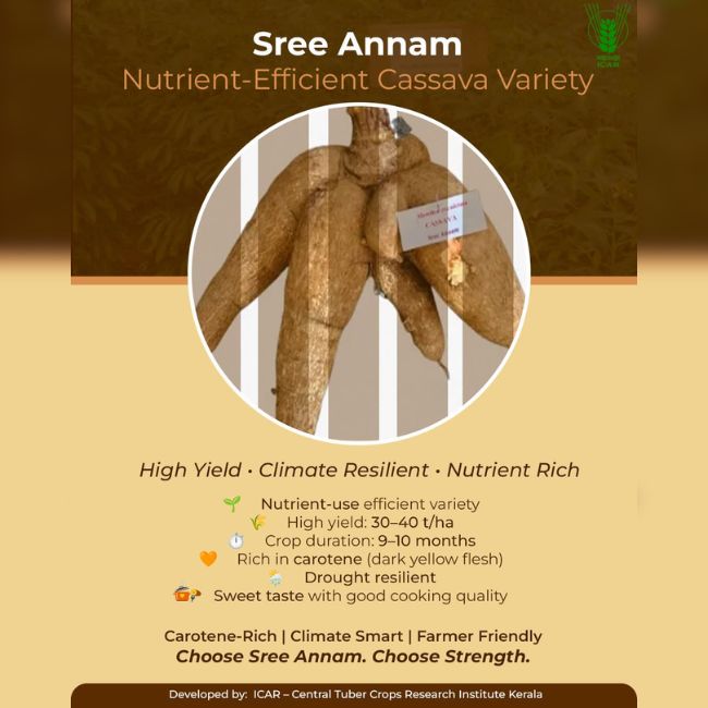 Cassava Variety, High Yield Crop, Climate Resilient, ICAR Research, Smart Farming, Farmer Income