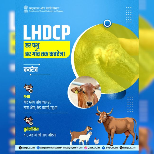 Animal Health, FMD Control, Livestock Care, Vaccination Program, Dairy Farming, Animal Disease Prevention