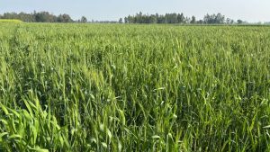 Agriculture Advisory: गेहूं की फसल बचाने का आसान तरीका, सिंचाई से लेकर दवा तक जानें पूरी सलाह