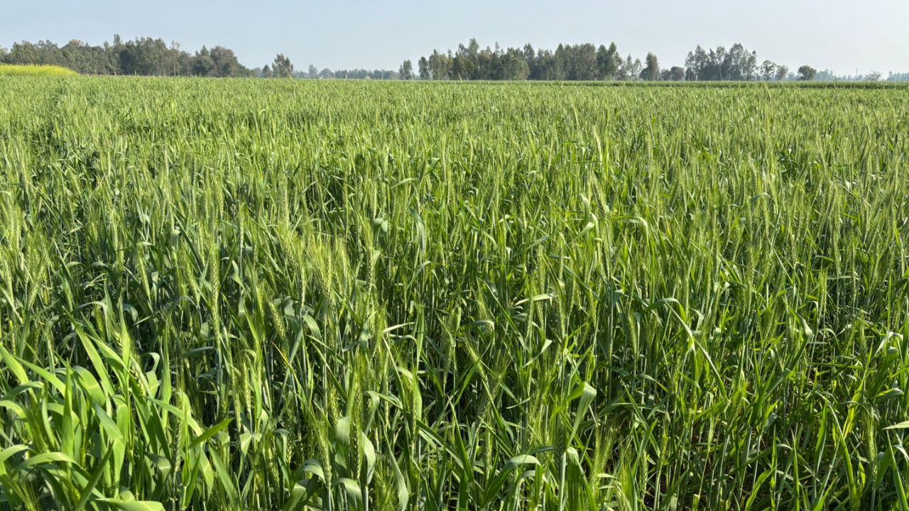 Easy Way Save Wheat Crop Learn All Necessary Advice From Irrigation Medicine