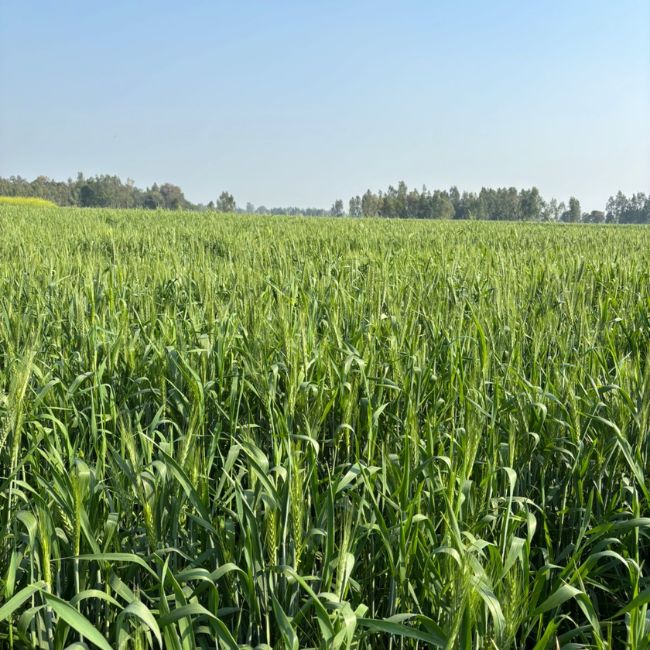 Wheat Farming, Crop Management, ICAR Advisory, Irrigation Tips, Pest Control, Farm Productivity