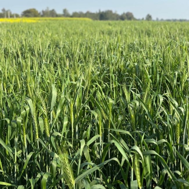 Wheat Farming, Crop Management, ICAR Advisory, Irrigation Tips, Pest Control, Farm Productivity