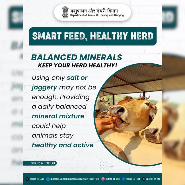 Animal Husbandry, Dairy Farming, Mineral Mixture, Healthy Cattle, Milk Production