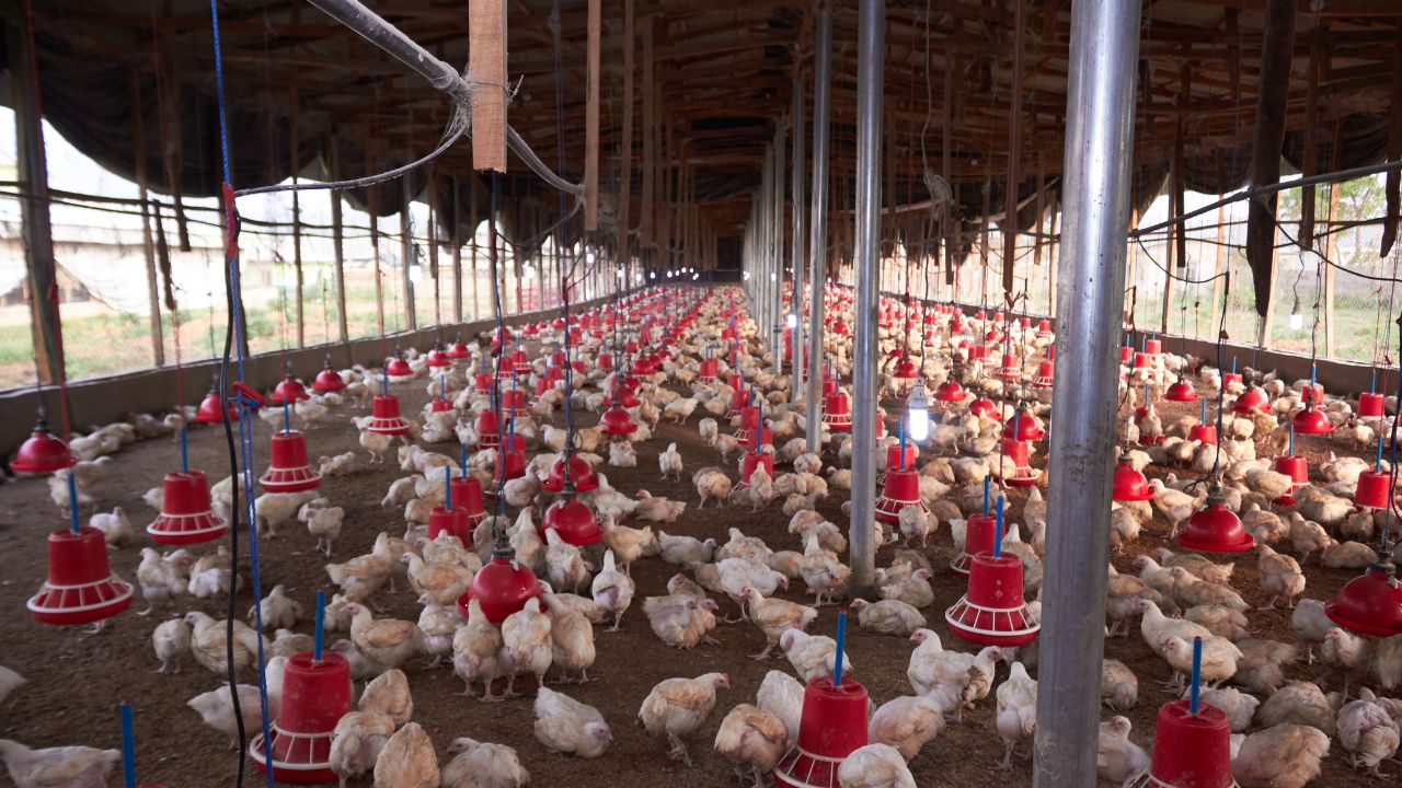 Bird Flu May Spread Among Chickens Government Issues Warning And Advises Necessary Precautions