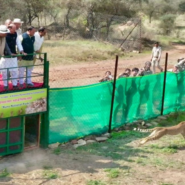 Cheetah Project, Kuno National Park, Wildlife Conservation, African Cheetah, Project Cheetah