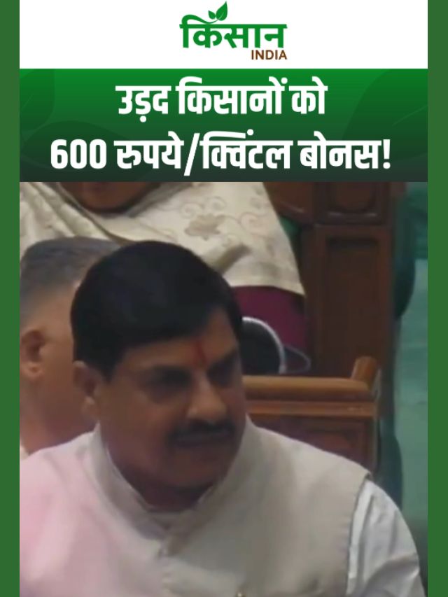 मोहन यादव का ऐलान, MSP से ज्यादा मिलेगा दाम, उड़द किसानों को ₹600 प्रति क्विंटल बोनस!