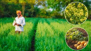 बदलते मौसम में आलू, गेहूं, सरसों और चना किसानों के लिए एडवाइजरी, ये सावधानियां फसल को नुकसान से बचाएंगी बदलते मौसम में आलू, गेहूं, सरसों और चना किसानों के लिए एडवाइजरी, ये सावधानियां फसल को नुकसान से बचाएंगी