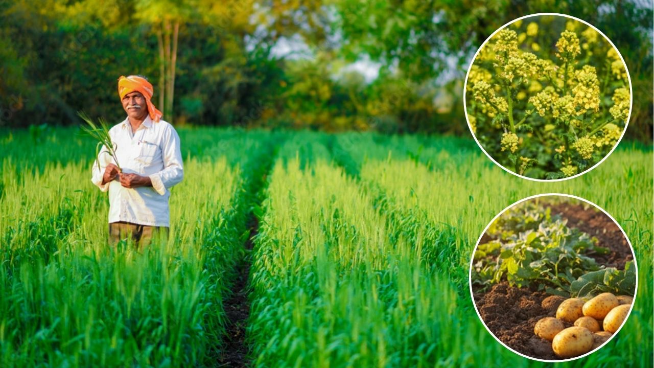 Advisory For Potato Wheat Mustard And Gram Farmers During Changing Weather Conditions Expert Advice Precautions To Protect Crops