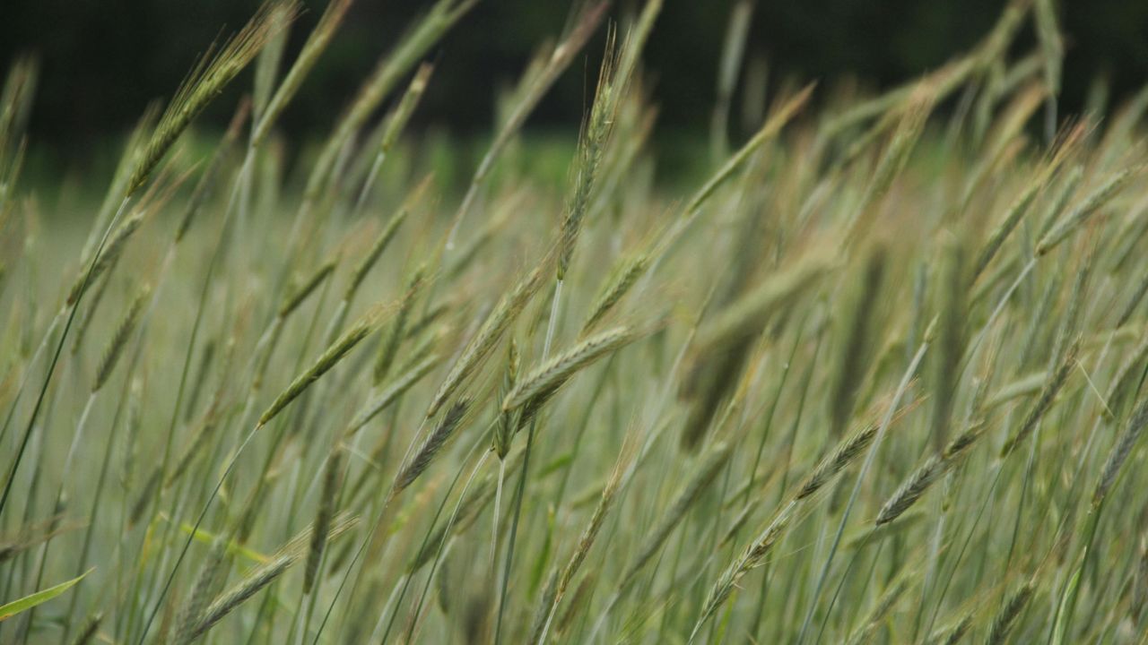 Gehun Me Kadua Rog Pest Control In Wheat Crop Loose Smut Disease Seed Treatment