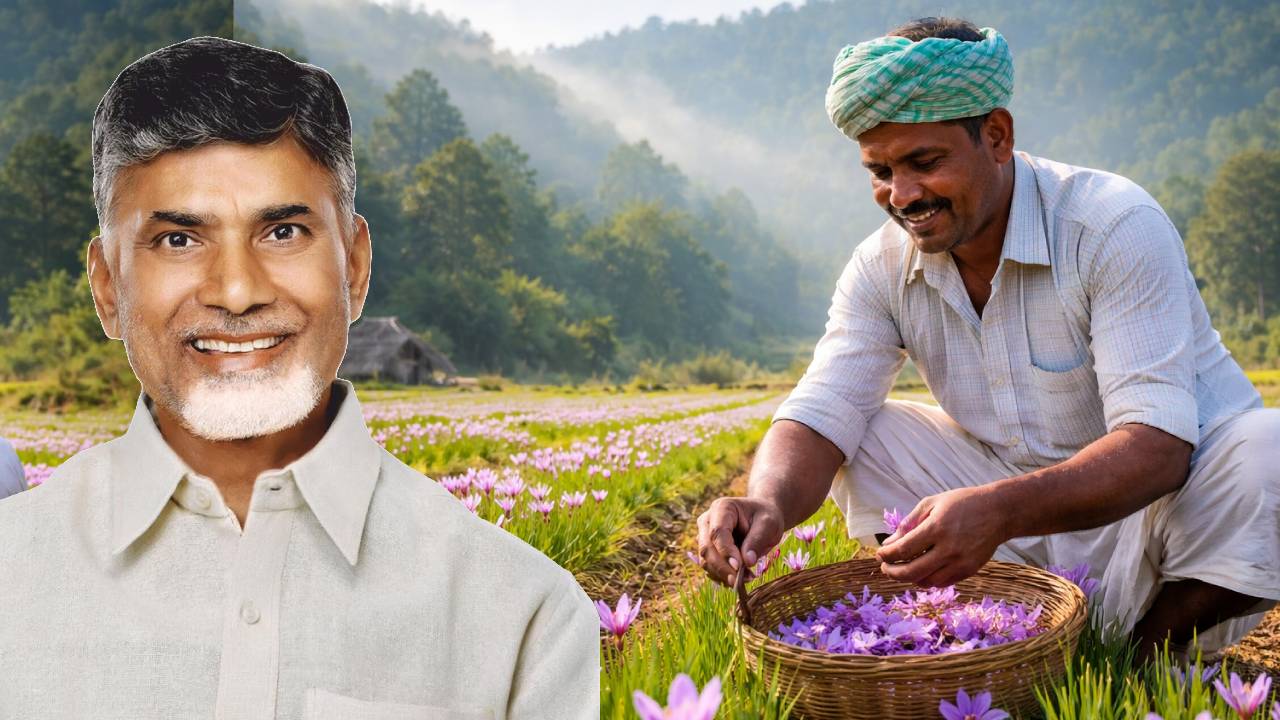 Andhra Pradesh Saffron Cultivation Lambasingi Natural Farming Expansion Cm Chandrababu Naidu