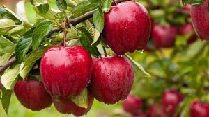 भारतीय बाजार में अमेरिकी सेब की एंट्री होगी सीमित, सरकार बनाएगी नई नीति