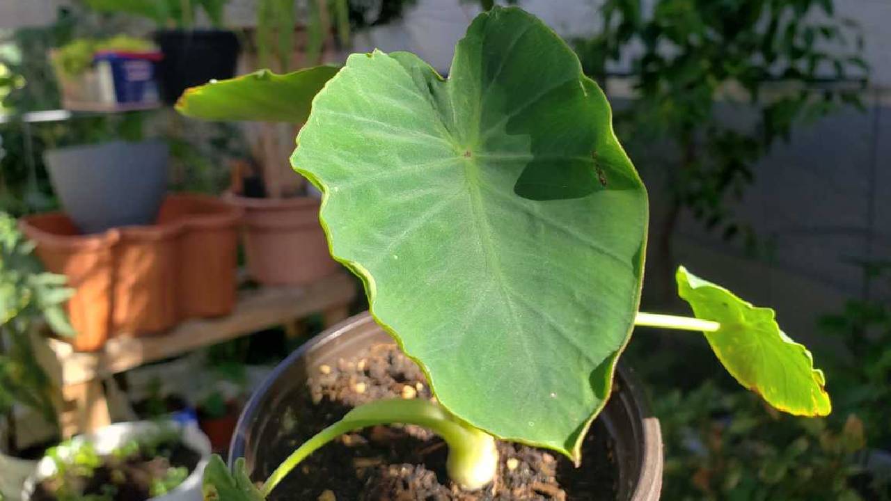 How To Grow Taro Arbi In Pots At Home Sunlight Water Balance Gardening Tips