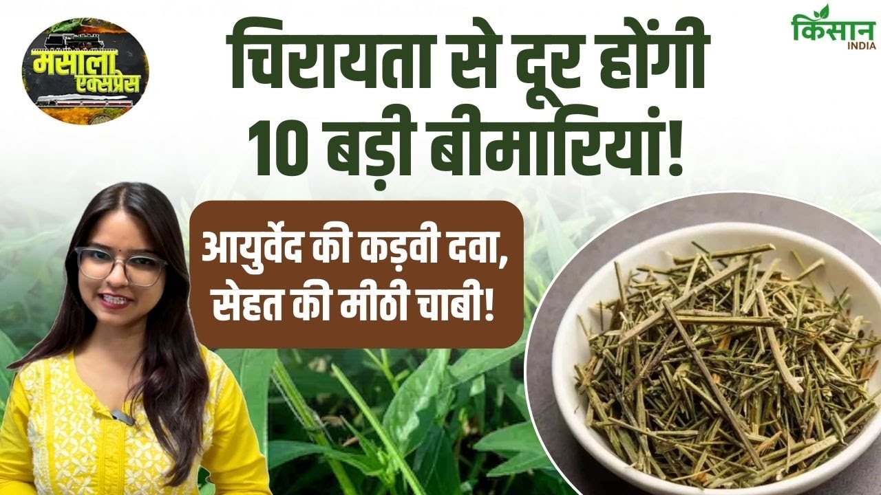 चिरायता के फायदे जानिए, ब्लड शुगर कंट्रोल से लेकर इम्यूनिटी बढ़ाने तक असरदार है यह आयुर्वेदिक जड़ी-बूटी