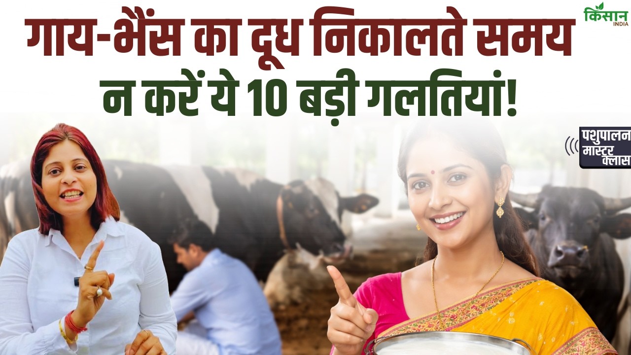 These 10 Mistakes While Milking Costly Adopt Right Method To Produce Clean Milk