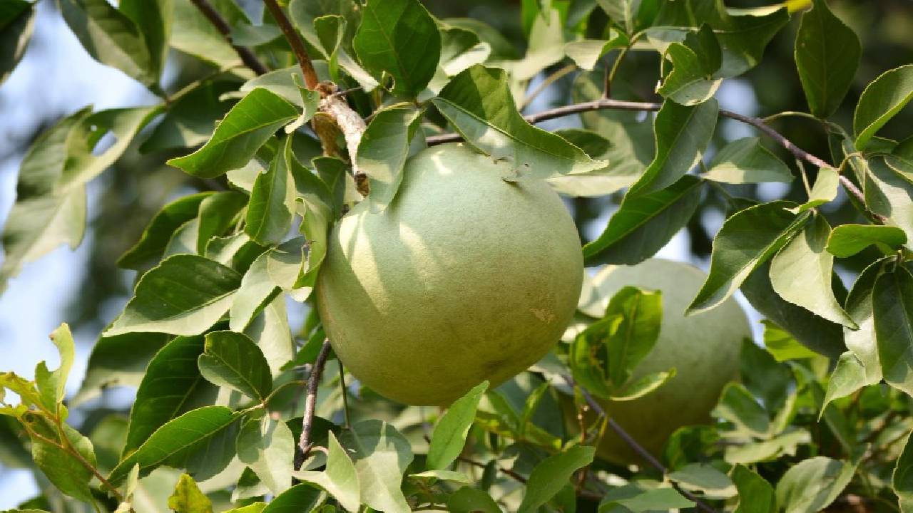 Bael Cultivation Profitable Low Risk Fruit Farming Option For Indian Farmers In Hot Climate