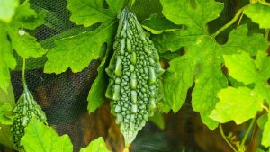 खेती से कमाना चाहते हैं ज्यादा पैसा? मार्च में लगाएं करेले की ये उन्नत किस्म