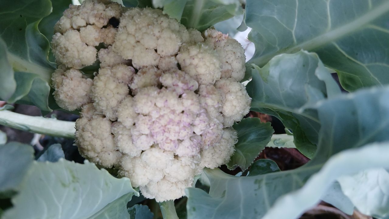 Cauliflower Farming: सफेद फूलगोभी हो रही है हरी-भूरी? ये गलती आपकी फसल कर रही है बर्बाद!