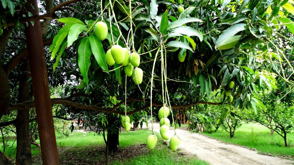 जब फूल पूरी तरह खिल जाएं, तब कीटनाशक का छिड़काव नहीं करना चाहिए, क्योंकि इससे परागण प्रक्रिया प्रभावित हो सकती है. सही समय पर पोषण, सिंचाई और कीट नियंत्रण ही अधिक उत्पादन और बेहतर मुनाफे की कुंजी है.