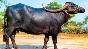 गर्मी, चारे की कमी और बीमारी में भी नहीं देती धोखा, पंढरपुरी भैंस की खासियत जानकर आप भी करेंगे पालन